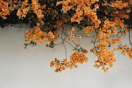 Playlist: Autumn Vol.III