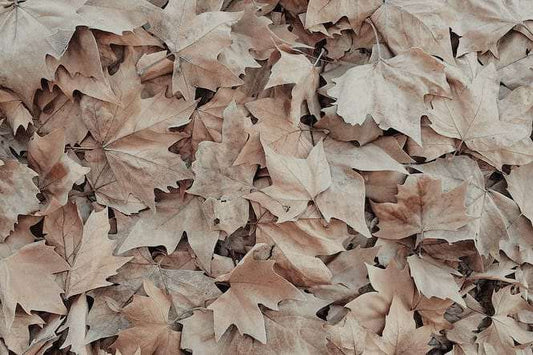 Playlist: Autumn Vol. IV