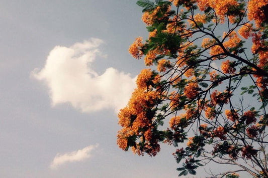 Playlist: Summer Vol.II