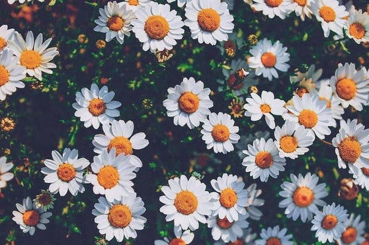 Playlist: Spring Vol.II - April Showers