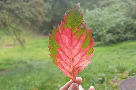 Playlist: Autumn Vol.II