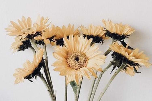 Playlist: 2019 Vol. V - International Women's Day