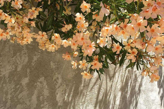 Playlist: Spring Vol. V - Picnic