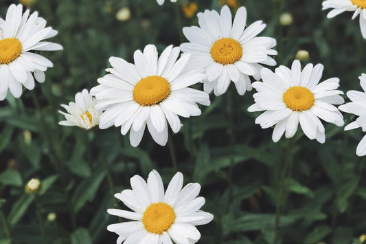 Playlist: Summer Vol.V