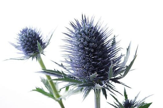 Playlist: 2019 Vol.II - Burns Night